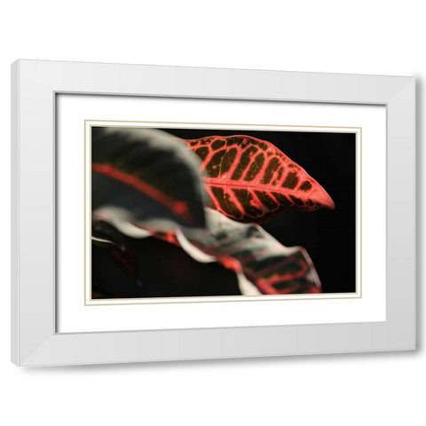 Global Vessel 4 White Modern Wood Framed Art Print with Double Matting by Rauscher, Michel