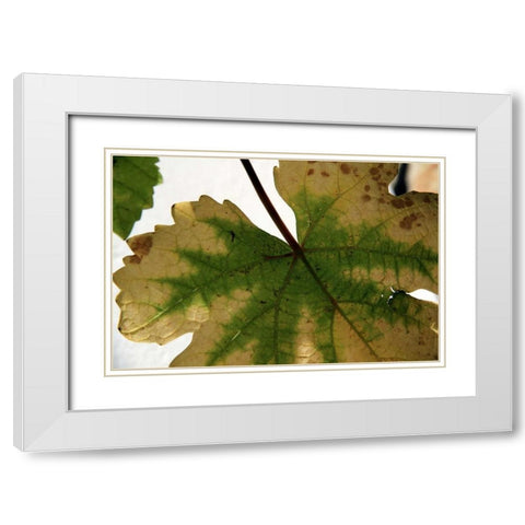 Nature Shapes 1 White Modern Wood Framed Art Print with Double Matting by Rauscher, Michel