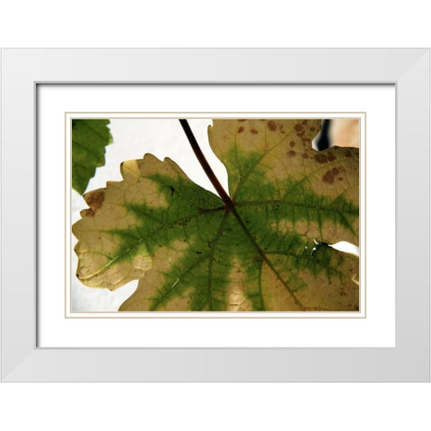 Nature Shapes 1 White Modern Wood Framed Art Print with Double Matting by Rauscher, Michel