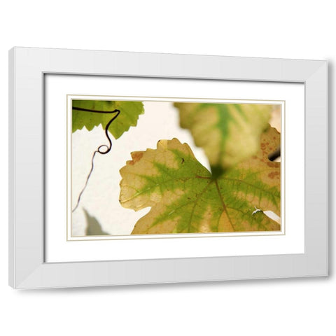 Nature Shapes 4 White Modern Wood Framed Art Print with Double Matting by Rauscher, Michel
