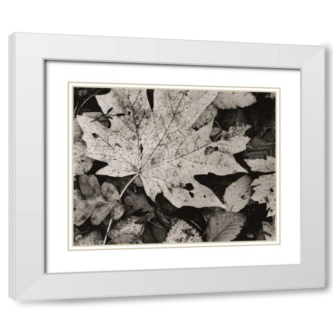 Forest Detail White Modern Wood Framed Art Print with Double Matting by Aniballi, Brett