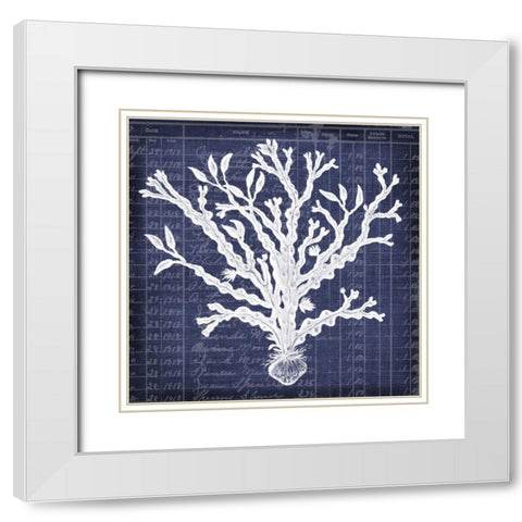 Seaweed Document 4 White Modern Wood Framed Art Print with Double Matting by Robertson, Walter