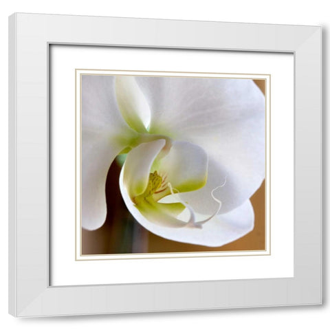Ivory Orchid White Modern Wood Framed Art Print with Double Matting by Amber Light Gallery