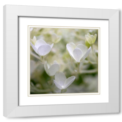 Ivory Hydrangea White Modern Wood Framed Art Print with Double Matting by Amber Light Gallery