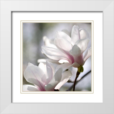 Ivory Magnolia White Modern Wood Framed Art Print with Double Matting by Amber Light Gallery