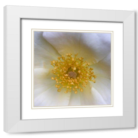 Cosmos Center White Modern Wood Framed Art Print with Double Matting by Amber Light Gallery