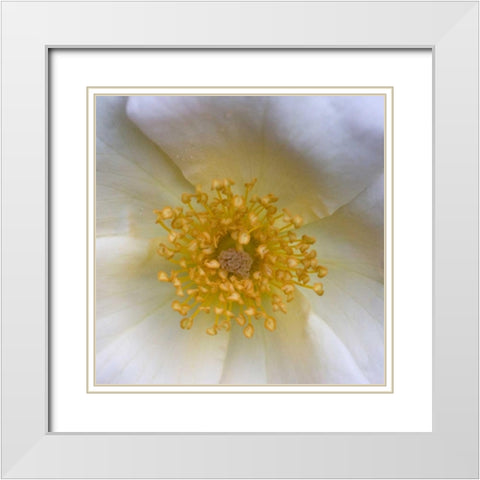 Cosmos Center White Modern Wood Framed Art Print with Double Matting by Amber Light Gallery