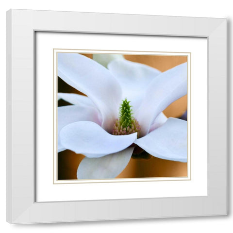 Open Magnolia White Modern Wood Framed Art Print with Double Matting by Amber Light Gallery
