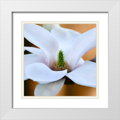 Open Magnolia White Modern Wood Framed Art Print with Double Matting by Amber Light Gallery