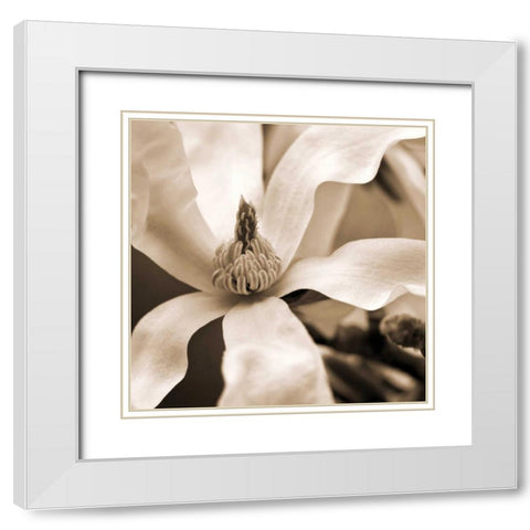 Star Magnolia White Modern Wood Framed Art Print with Double Matting by Amber Light Gallery