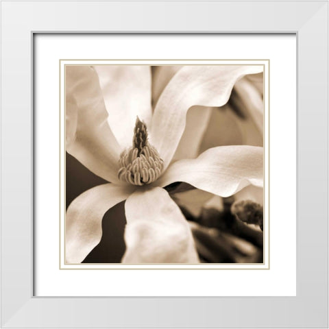 Star Magnolia White Modern Wood Framed Art Print with Double Matting by Amber Light Gallery