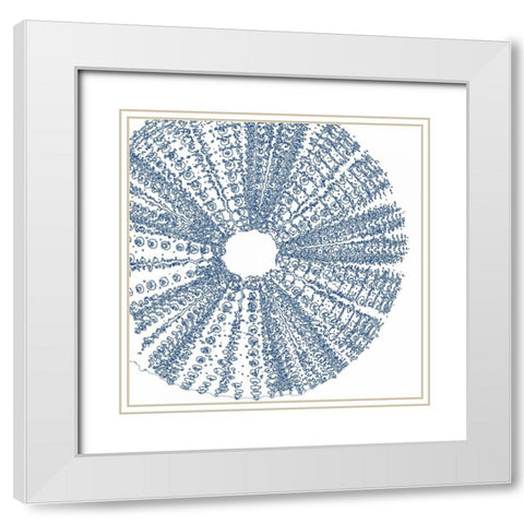 Sepia Shell Life 2 White Modern Wood Framed Art Print with Double Matting by Amber Light Gallery