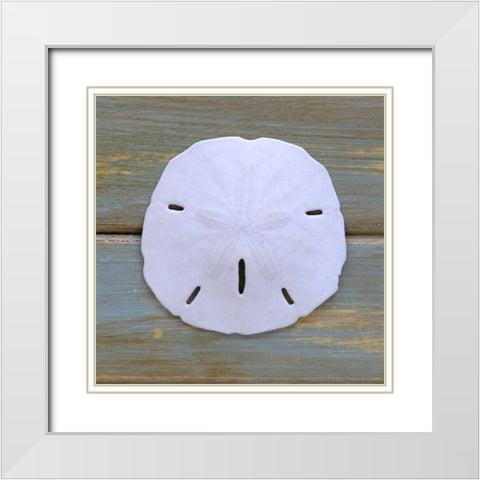 White Sand Dollar  White Modern Wood Framed Art Print with Double Matting by Amber Light Gallery