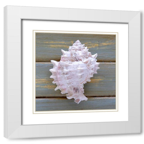 White Conch  White Modern Wood Framed Art Print with Double Matting by Amber Light Gallery