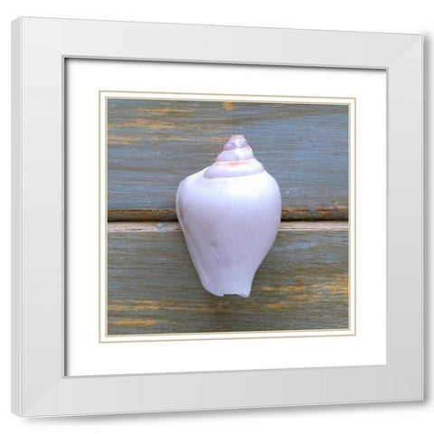 White Shell  White Modern Wood Framed Art Print with Double Matting by Amber Light Gallery