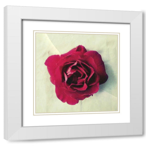 Paris Rose White Modern Wood Framed Art Print with Double Matting by Dvorak, Vicki