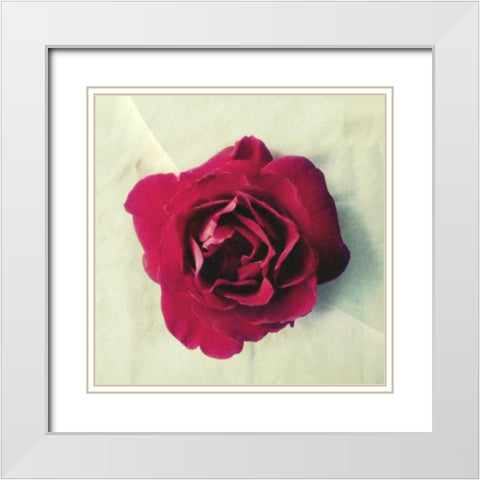 Paris Rose White Modern Wood Framed Art Print with Double Matting by Dvorak, Vicki