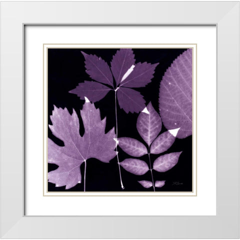 Plum Sunprint Leaves White Modern Wood Framed Art Print with Double Matting by Zamudio, Dan