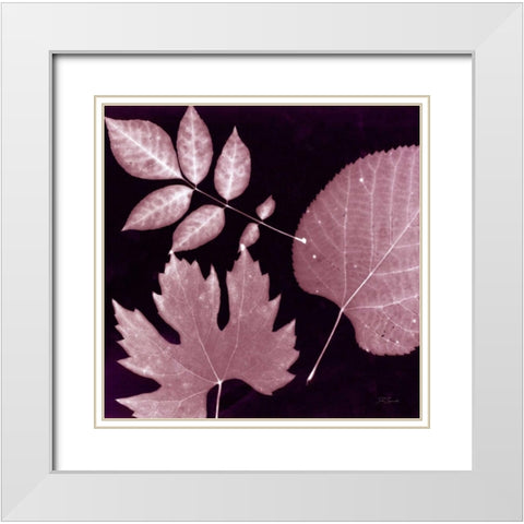 Cabernet Sunprint Leaves White Modern Wood Framed Art Print with Double Matting by Zamudio, Dan