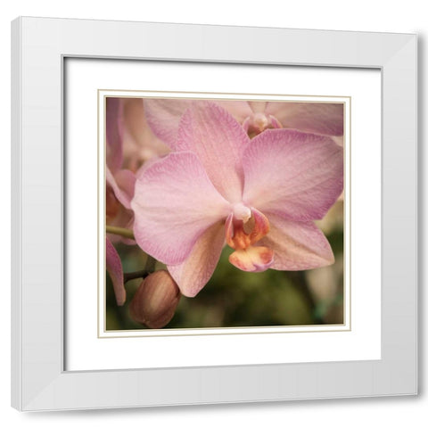 Orchid Romance White Modern Wood Framed Art Print with Double Matting by Sememza, Marlana