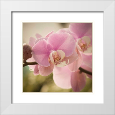 Orchid Affair White Modern Wood Framed Art Print with Double Matting by Sememza, Marlana