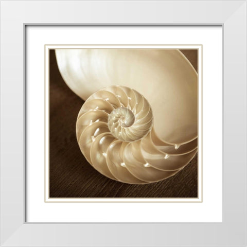 Natural Nautilus White Modern Wood Framed Art Print with Double Matting by Semenza, Marlana