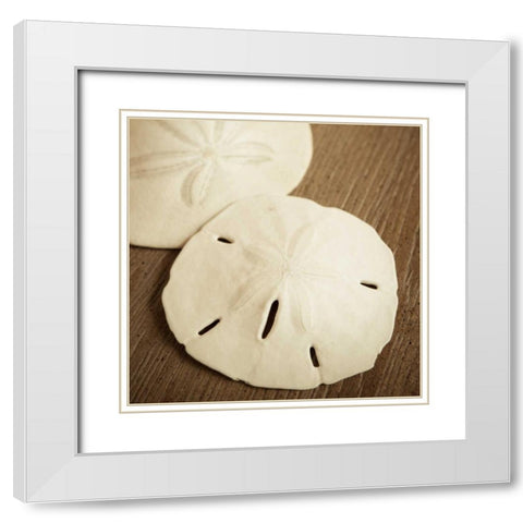 Natural Sand Dollars White Modern Wood Framed Art Print with Double Matting by Semenza, Marlana