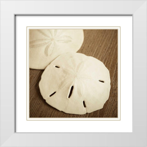 Natural Sand Dollars White Modern Wood Framed Art Print with Double Matting by Semenza, Marlana