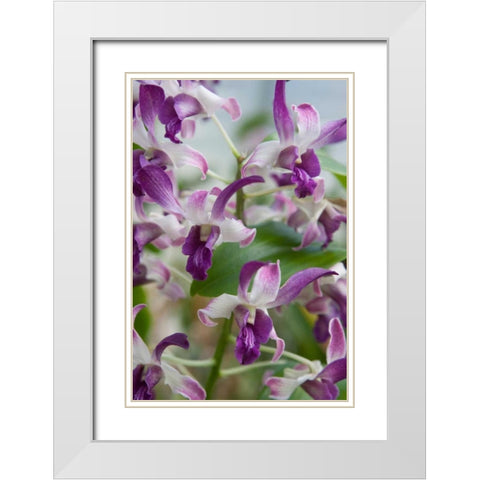 Array of Orchids White Modern Wood Framed Art Print with Double Matting by Semenza, Marlana