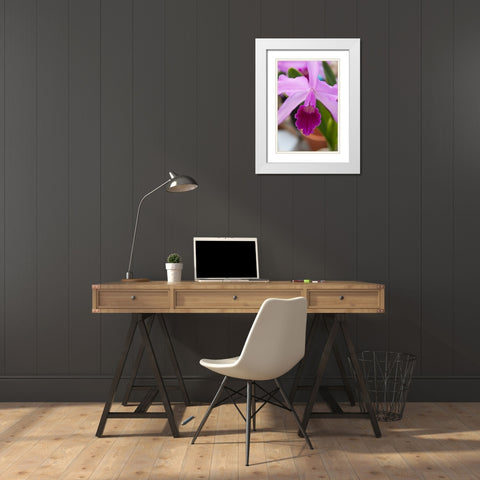 Orchid Close Up White Modern Wood Framed Art Print with Double Matting by Semenza, Marlana
