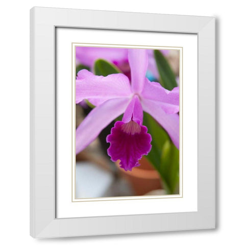 Orchid Close Up White Modern Wood Framed Art Print with Double Matting by Semenza, Marlana