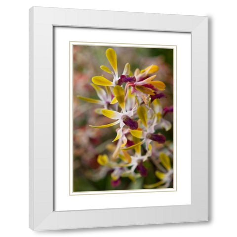 Tropical Garden Orchids White Modern Wood Framed Art Print with Double Matting by Semenza, Marlana
