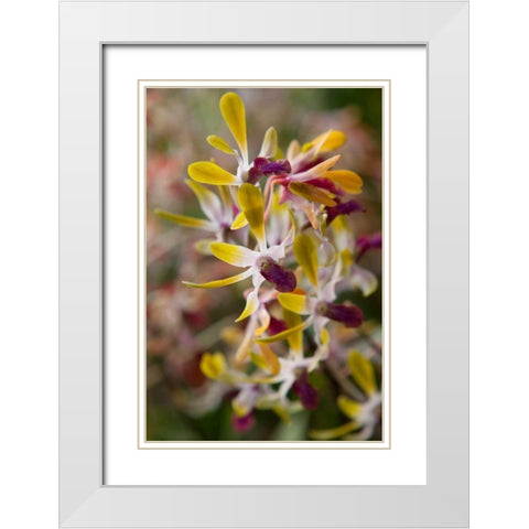 Tropical Garden Orchids White Modern Wood Framed Art Print with Double Matting by Semenza, Marlana