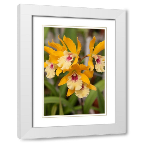 Golden Orchids White Modern Wood Framed Art Print with Double Matting by Semenza, Marlana