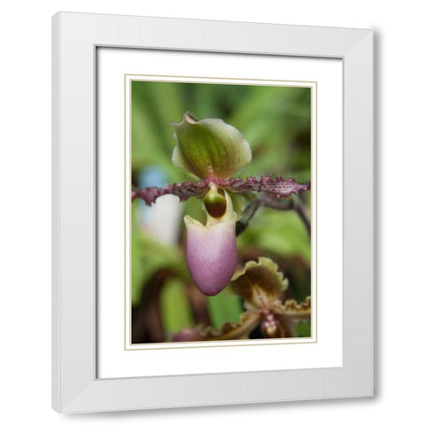 Orchid Exotic White Modern Wood Framed Art Print with Double Matting by Semenza, Marlana