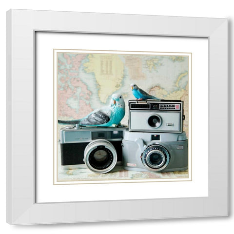 Budgie Photo Bomb White Modern Wood Framed Art Print with Double Matting by Susannah Tucker Photography