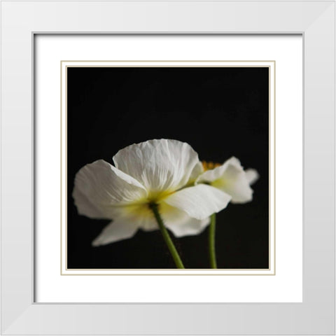 Dramatic Petals 1 White Modern Wood Framed Art Print with Double Matting by Susannah Tucker Photography