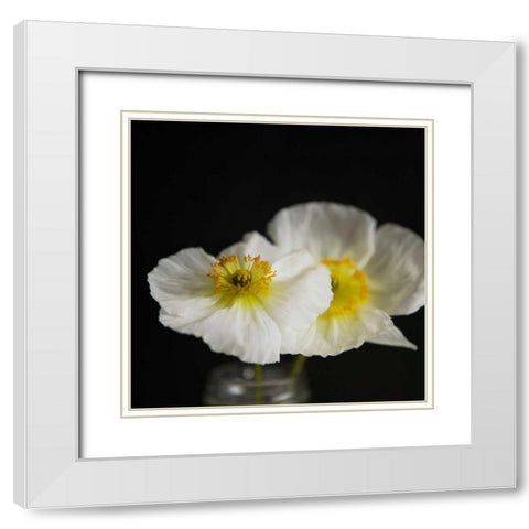 Dramatic Petals 2 White Modern Wood Framed Art Print with Double Matting by Susannah Tucker Photography