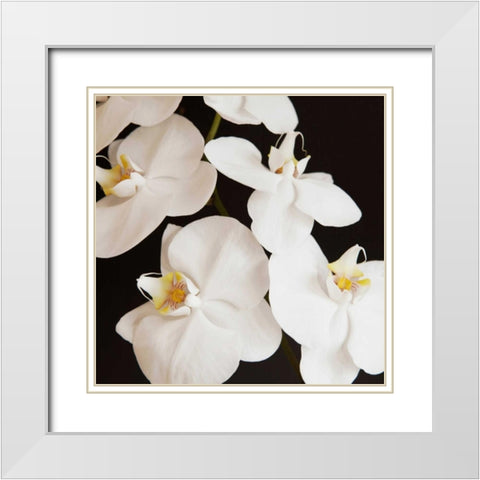 Dramatic Orchid 1 White Modern Wood Framed Art Print with Double Matting by Susannah Tucker Photography