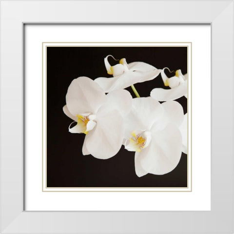 Dramatic Orchid 2 White Modern Wood Framed Art Print with Double Matting by Susannah Tucker Photography