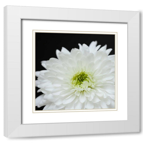 Dramatic Chrysanthemum 2 White Modern Wood Framed Art Print with Double Matting by Susannah Tucker Photography