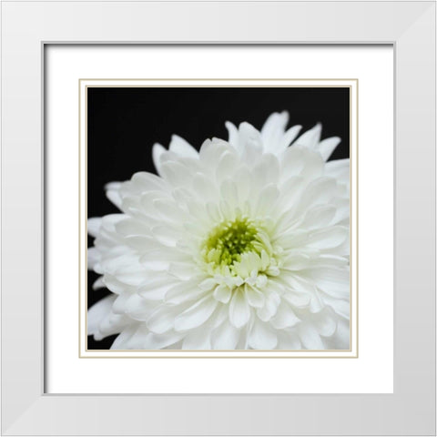 Dramatic Chrysanthemum 2 White Modern Wood Framed Art Print with Double Matting by Susannah Tucker Photography