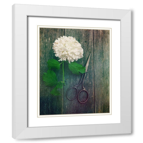 Fresh Cut White Modern Wood Framed Art Print with Double Matting by Dickinson, Robin