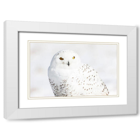 Snowy Owl White Modern Wood Framed Art Print with Double Matting by Mark Spowart Photography