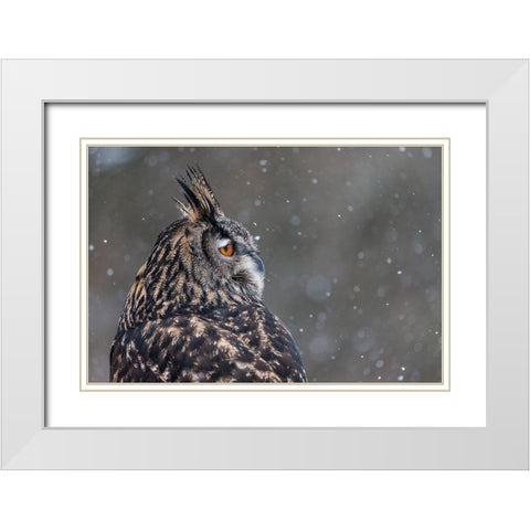 Watchful Owl White Modern Wood Framed Art Print with Double Matting by Mark Spowart Photography