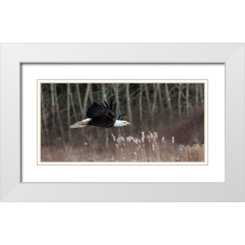 Feathered Hunter White Modern Wood Framed Art Print with Double Matting by Mark Spowart Photography