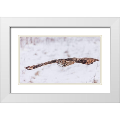 Swoop! White Modern Wood Framed Art Print with Double Matting by Mark Spowart Photography
