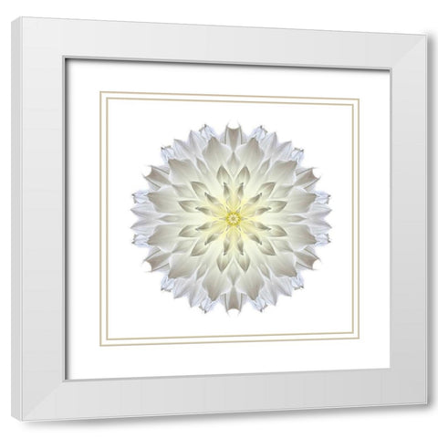 Kaleidoscope Dahlia White Modern Wood Framed Art Print with Double Matting by Bookbinder, David