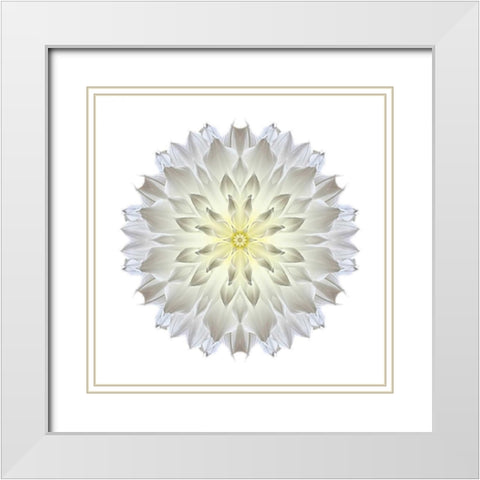 Kaleidoscope Dahlia White Modern Wood Framed Art Print with Double Matting by Bookbinder, David