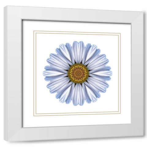 Kaleidoscope White Daisy White Modern Wood Framed Art Print with Double Matting by Bookbinder, David